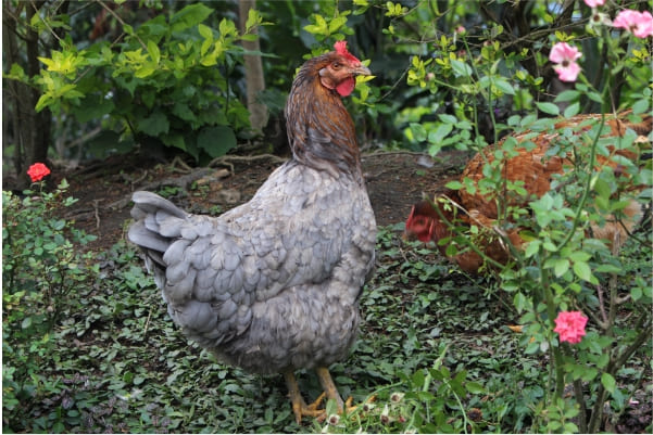 Gráfica alusiva a Dinamización de la red de gallinas criollas 
