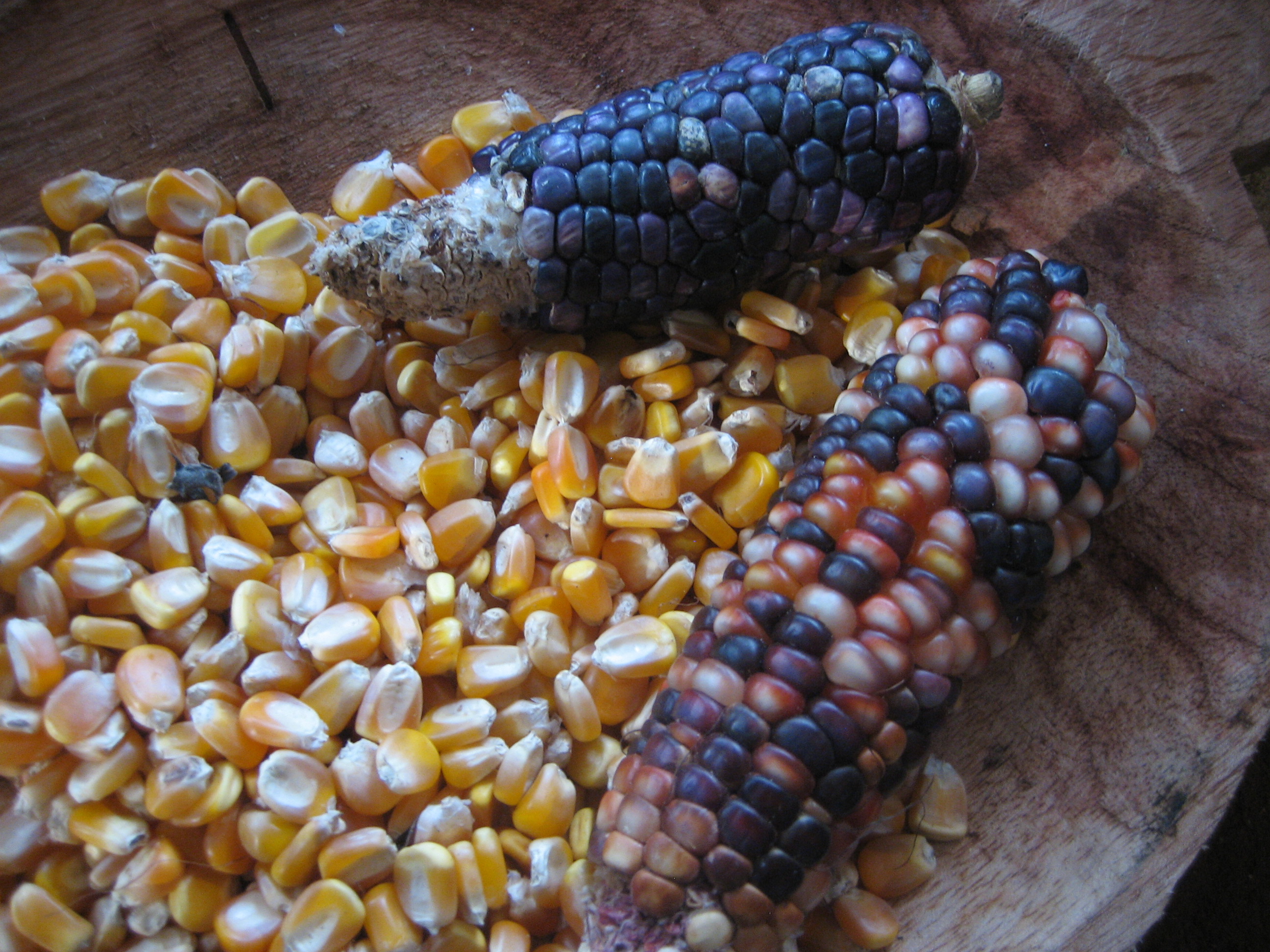 Gráfica alusiva a Semillas nativas y criollas como bien común de los pueblos. Documento de posición de la Alianza por la Agrobiodiversidad.